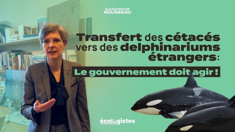 Orques captifs au Marineland d’Antibes: nous devons créer des sanctuaires ou refuges marins