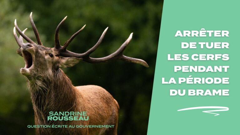 Ma question écrite pour demander au gouvernement l’interdiction de la chasse au cerf pendant la période du brame